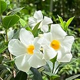 MandevillaSamen, Mandevilla laxa, schmetterlingswiese blumenwiese gartenpflanzen winterhart balkonpflanzen alte sorten blumensamen steingartenpflanzen 150pcs