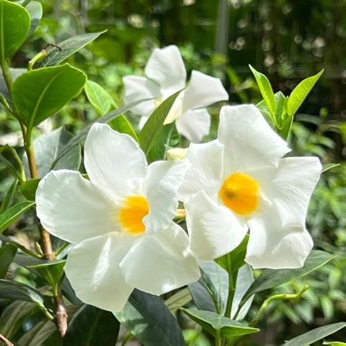 MandevillaSamen, Mandevilla laxa, schmetterlingswiese blumenwiese gartenpflanzen winterhart balkonpflanzen alte sorten blumensamen steingartenpflanzen 150pcs