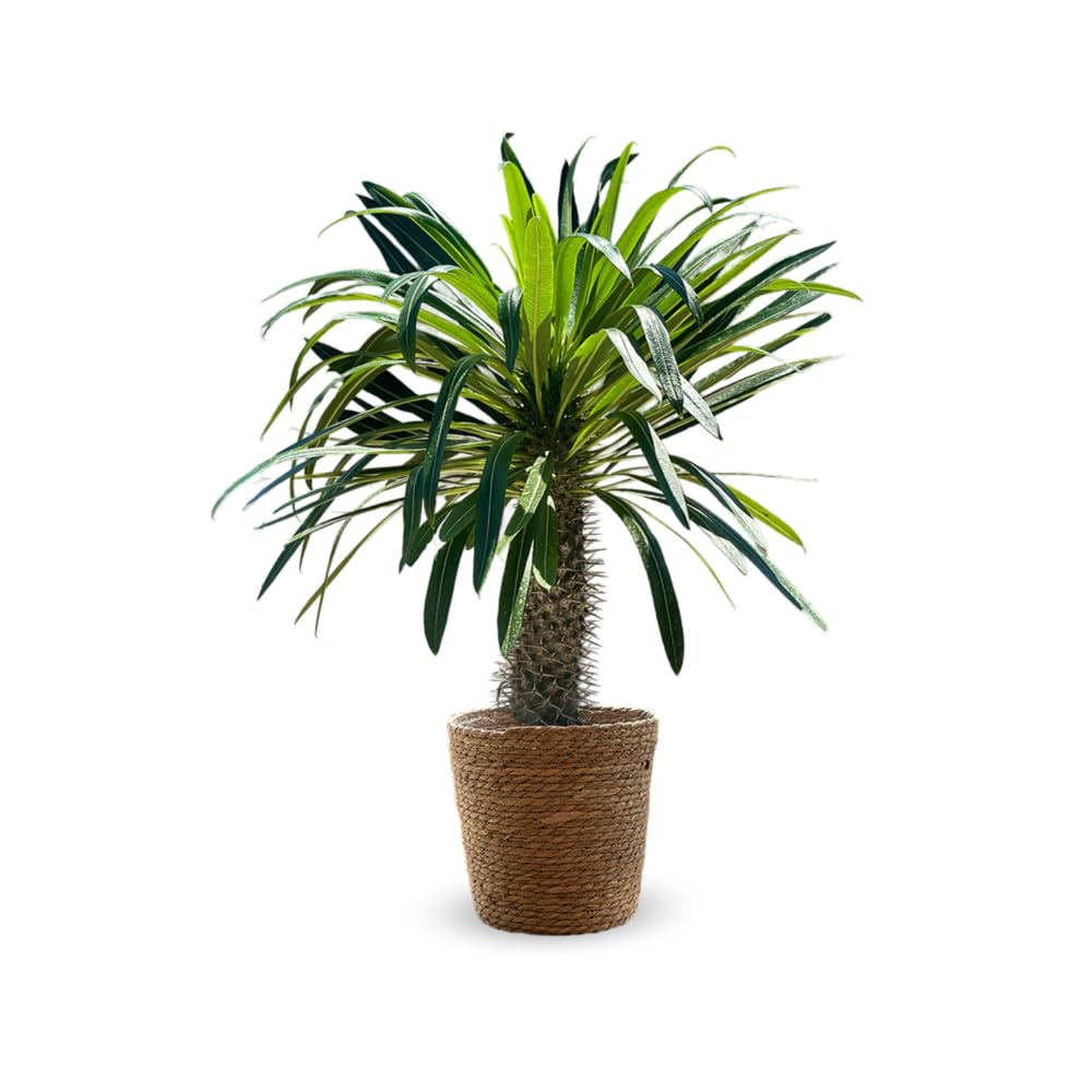 Palmier de madagascar 80-90 cm, la plante verte sans arrosage constant