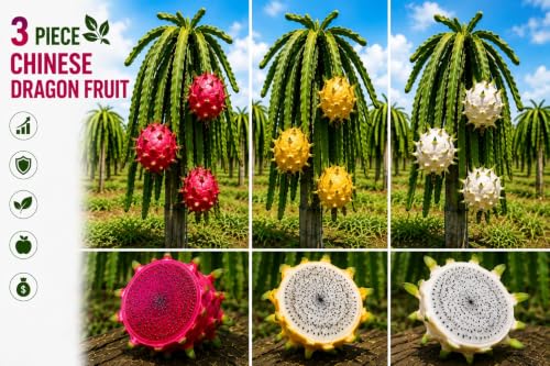 Image of Time 12 Months Hybrid Live Fruit Plant Air Layered Guti Kolom Original & Authentic Organic Tree for Outdoor Fast-Growing Fruit Plant Home Gardens Pack Of-1 (dragon fruit plant pack of- 3, Medium)