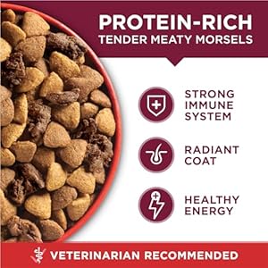Purina ONE Small Bites Beef and Rice Formula Small High Protein Dry Dog Food Natural with Added Vitamins Minerals and Nutrients 311 lb Bag