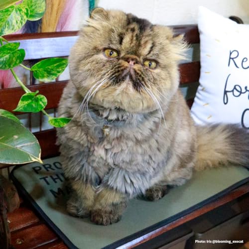 PROMO THERMO MAT vT[}bg ubNVJ ybgS LpbP[W ԊO M  ~Mۉ Lp { 􂦂 N}bg I[uO[ubN CAT STCYi30×45cmj