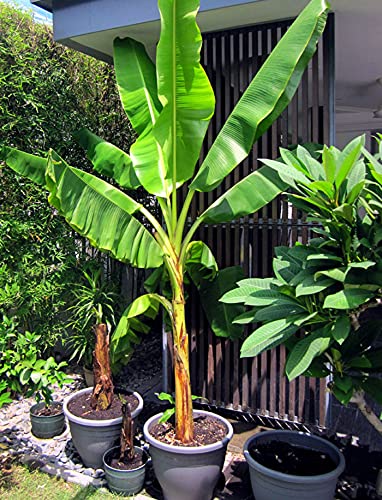 PlantaZee Live Banana/Kela - Japanese Banana Fruit Plant with Pot (B09G6XNXHK) Amazon Price History, Amazon Price Tracker