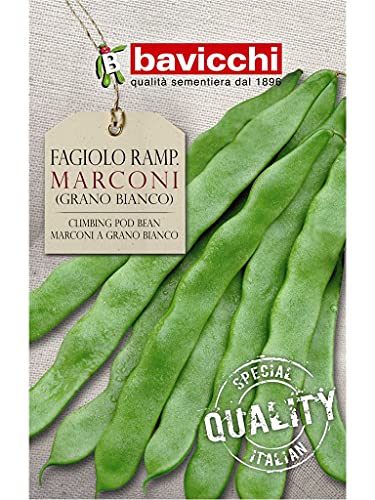 Bavicchi semi fagiolo rampicante marconi 500g grano bianco