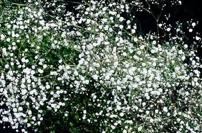 4 x WHITE GYPSOPHILA PANICULATA BABYS BREATH PERRENIAL PLUG PLANTS (5CM DIAMETER) FOR GARDEN PATIO ROCKERY BORDER
