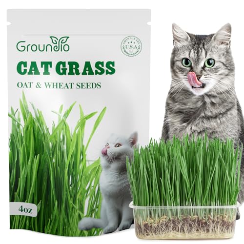 Groundio Cat Grass Seeds 4 OZ
