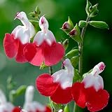 6 x Salvia Microphylla 'Hot Lips'