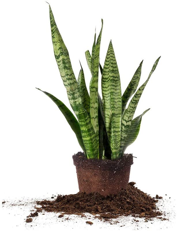 Rudeez Live Sanseveria Zeylanica Green Air purifier snake plant with Grow bag-(1 Live Plant) (B09YH89Q26) Amazon Price History, Amazon Price Tracker