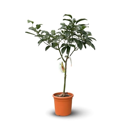 Attitude Jardin - Avocatier - hass - persea americana -