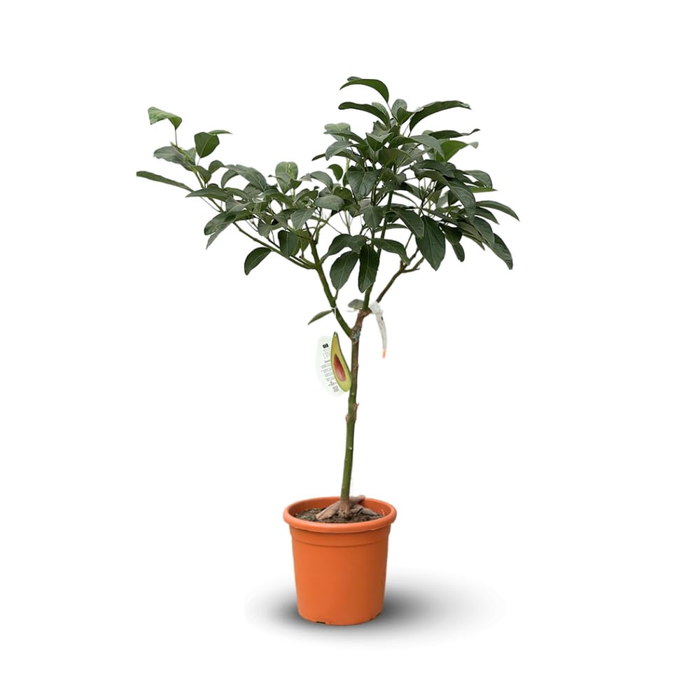 Attitude Jardin - Avocatier - hass - persea americana - arbre fruitier - 90-100 cm - ⌀ 22 cm
