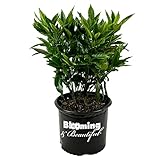 Blooming & Beautiful - Sawtoothed Japanese Aucuba - 3 gal - Shade-Loving Evergreen Shrub - Glossy Green Serrated Leaves - Zones 6-10 - Aucuba Japonica 'Serratifolia' - 3 Gallon Pot
