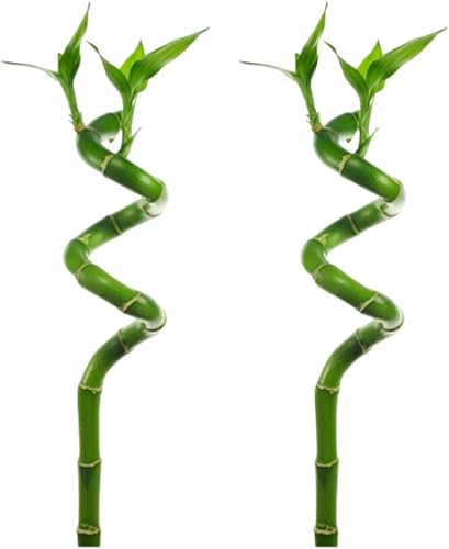 Miniatura 1 de Lucky Bamboo Plant Dracaena Sanderiana - Plantas populares de interior - Posicionamiento de fondo - Planta acuática natural y orgánica - Fácil de