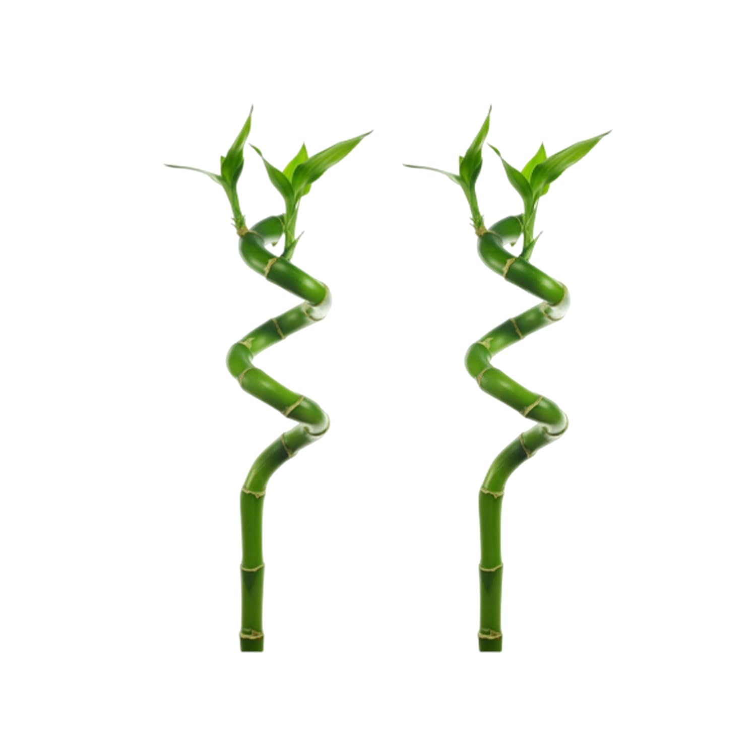 Amazon.com: CANTON AQUATICS Lucky Bamboo Plant (Dracaena Sanderiana) Size:  2 Stems, Shape: Curly - Live Aquarium Plant : Pet Supplies
