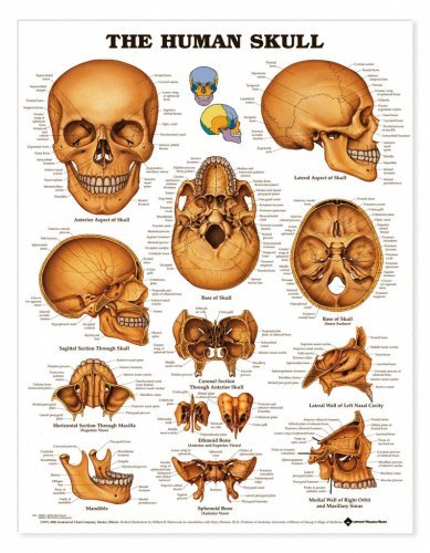 The Human Skull Anatomy Chart
