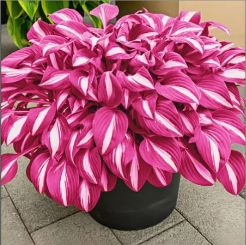 Hosta bulbi,Hosta pianta vera,Piante erbacee perenni,Facile da curare,Decorazione del giardino, bulbi belli e sani,Mix(non fiori artificiali)-4 Bulbi-E