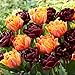 Produktbild Tulpenzwiebeln Black and Orange Mix (20 Zwiebeln) exklusive schwarze Tulpen aus Holland, winterhart und mehrjährig für Garten, Töpfe, Balkon aus Amsterdam (große Knollen, kein Samen, nicht künstlich)