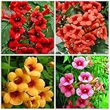 Trumpet Vine Seeds for Planting - 50+ Mixed Hummingbird Trumpet Vine Seeds Non GMO Open Pollinated & Attracts Pollinators