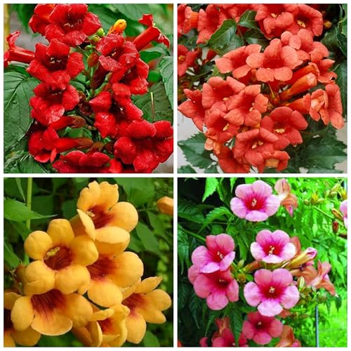 Trumpet Vine Seeds for Planting - 50+ Mixed Hummingbird Trumpet Vine Seeds Non GMO Open Pollinated & Attracts Pollinators