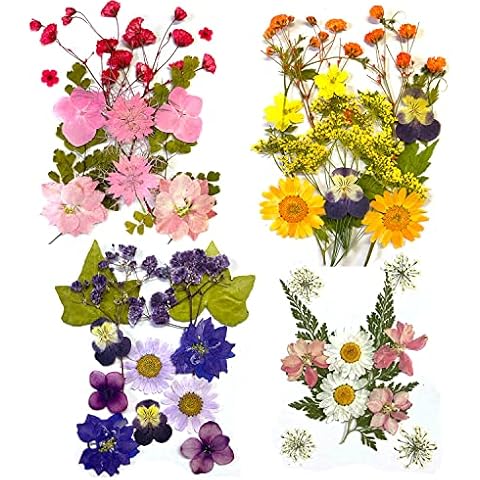 4 Packs of Natural Dried Pressed Flowers Cover
