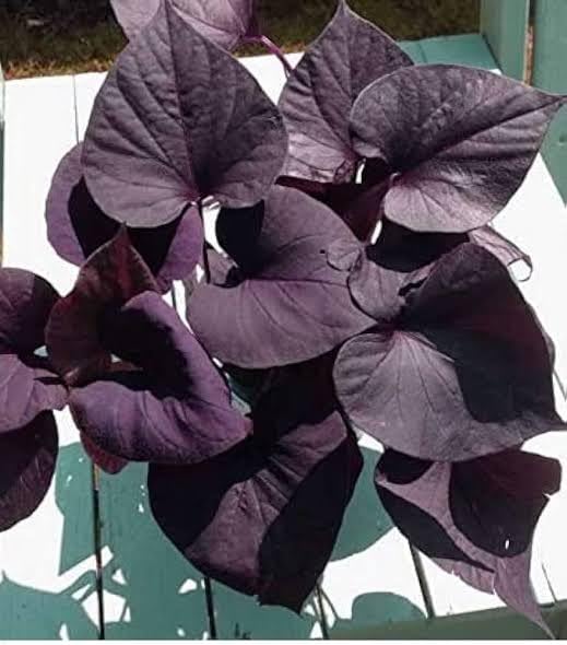 Live Purple Black Sweet Potato Vine Plant Live Ornamental Hanging Ipomoea Batatas Black With Black Plastic Pot (B0D8Z4QWH3) Amazon Price History, Amazon Price Tracker