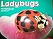 Ladybugs [Scholastic] (Bugs, Bugs, Bugs!)