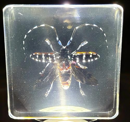 Image of 75mm Real Citrus Long-Horned Beetle in Crystal Clear Lucite Resin Specimen Preserved Anoplophora Chinensis Insect Taxidermy Collection for Biology Science Education & Desk Ornament Display Supplies