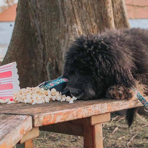 Max & Molly Gotcha! Smart ID Hundehalsband - Popcorn, S