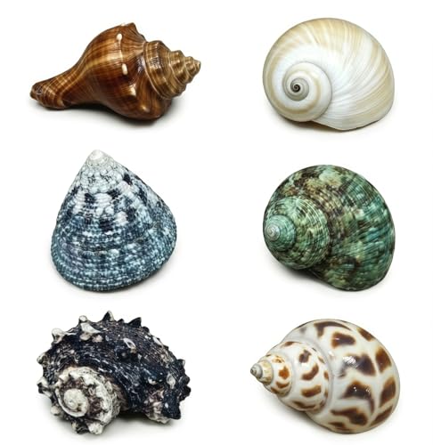 6 Pack Natural Hermit Crab Shells, 1.5-2.8 Inch Mixed Size Sea Conch Shells with 1-1.5 Inch Opening, Premium Handpicked Seashells for Hermit Crab Replacement, Aquarium Decor & DIY Crafts