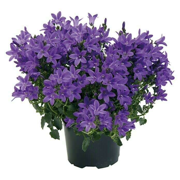 Planta de Campanilla o Campanula con Flores Azules