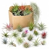 15 Mixed Air Plants Live, Indoor Tillandsia Decor, 2-3 Inch Tall