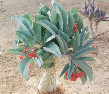 Tree Grape Seeds Cyphostemma juttae Packet of 2 Seeds