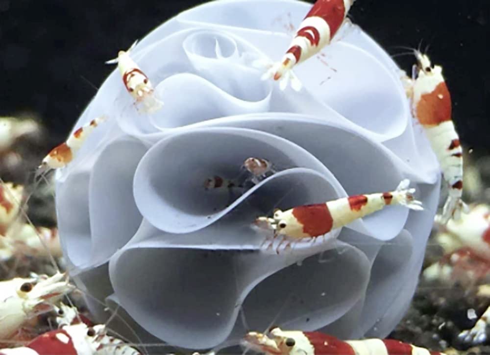 Amazon | エビ 産卵用 繁殖ボール 青 海老 10個セット ミナミヌマエビ