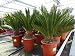 gruenwaren jakubik XL Premium Palmfarn 60-70 cm Cycas Revoluta Sagopalme Palme, innen + außen