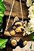 Ebros Adorable Lifelike Teacup Yorkshire Terrier Macrame Branch Hanger 5.5