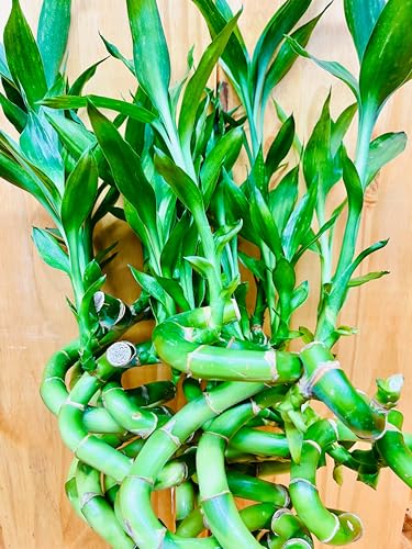 Generic Live Lucky Bamboo 12 Inch Spiral Shape Bamboo Plant 10 Unit thumb #1