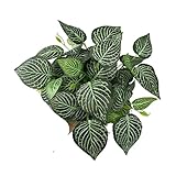 Photo Gallery wenh piante artificiali da 35 cm, 7 forchette, finte foglie di plastica, piccole piante rampicanti, for casa, giardino, ufficio, decorazione(35cm mesh) Photo Gallery wenh piante artificiali da 35 cm, 7 forchette, finte foglie di plastica, piccole piante rampicanti, for casa, giardino, ufficio, decorazione(35cm mesh)