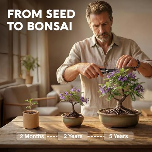 Jacaranda Bonsai Starter Kit