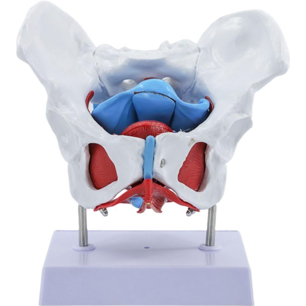 Modelo De Pelvis Femenina, Modelo De Anatomía De Pelvis Femenina Esqueleto Humano Ciencia Médica Equipo Educativo Anatomía Suministros De Medicina