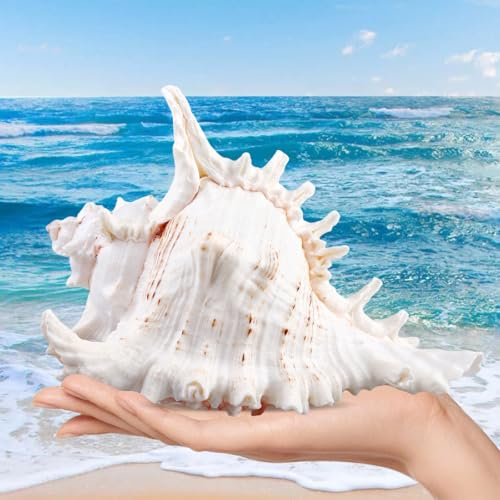 Große Natürliche Muscheln Zum Basteln, Muscheln Deko für Hochzeitsdekoration, Aquarium, Heimdekoration, 14-16 cm, Diy Kunsthandwerk, Maritime Deko...