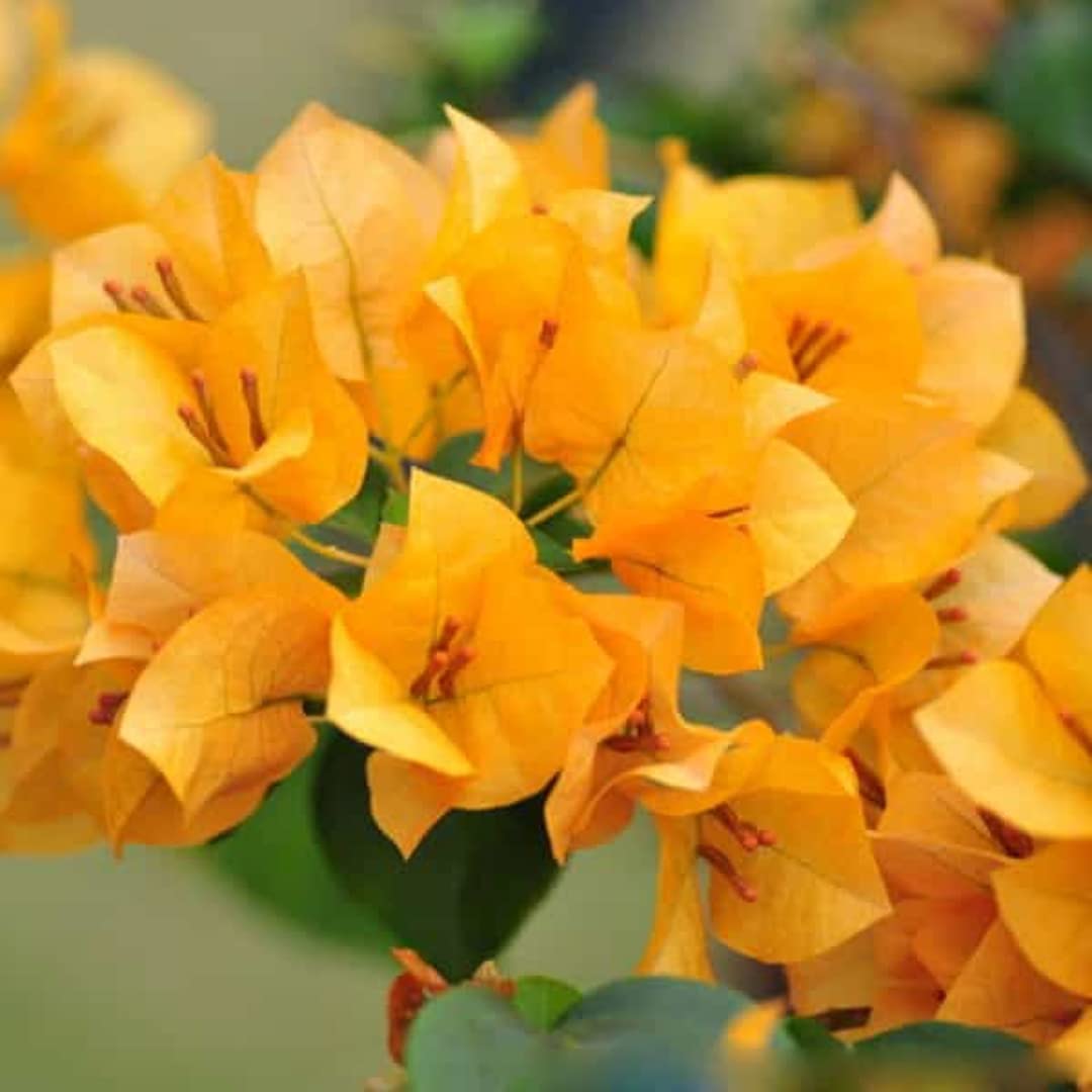 See full amazon price history chart for Plantazee Bougainvillea Dwarf Hybrid Live Plant (Orange) Plantazee Bougainvillea Dwarf Hybrid Live Plant (Orange) (B09MB67GB6) Amazon Price History, Amazon Price Tracker