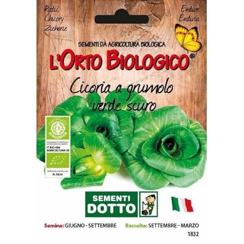 Idroponica Semi biologici di Cicoria Grumolo Verde Scuro