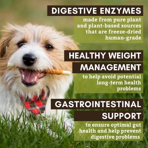 What Does It Mean When Your Dog Has Gas