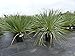 Produktbild Yucca Rostrata 80 cm blaublättrig Kugel, extra winterhart, Ø Pflanze 60-80 cm