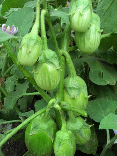 Golden Hills Farm Brinjal Green Round F1 Hybrid 500+ seeds (B095SLNKBW) Amazon Price History, Amazon Price Tracker