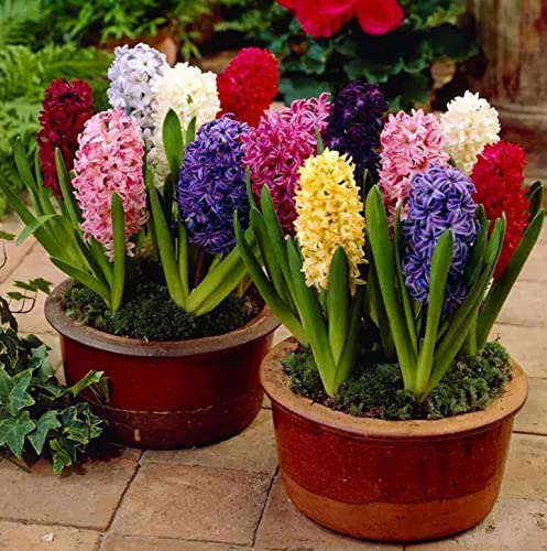 (500Pcs) Mixed Color Hyacinth Seeds for Planting