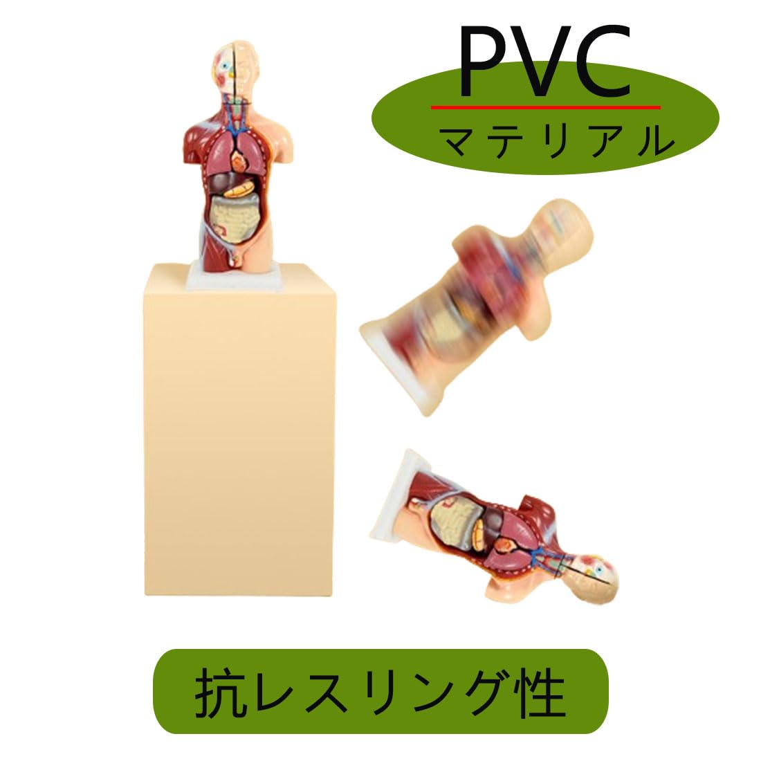 Amazon.co.jp: 人体解削模型 人体模型 パズル 肺模型 内臓模型 解剖