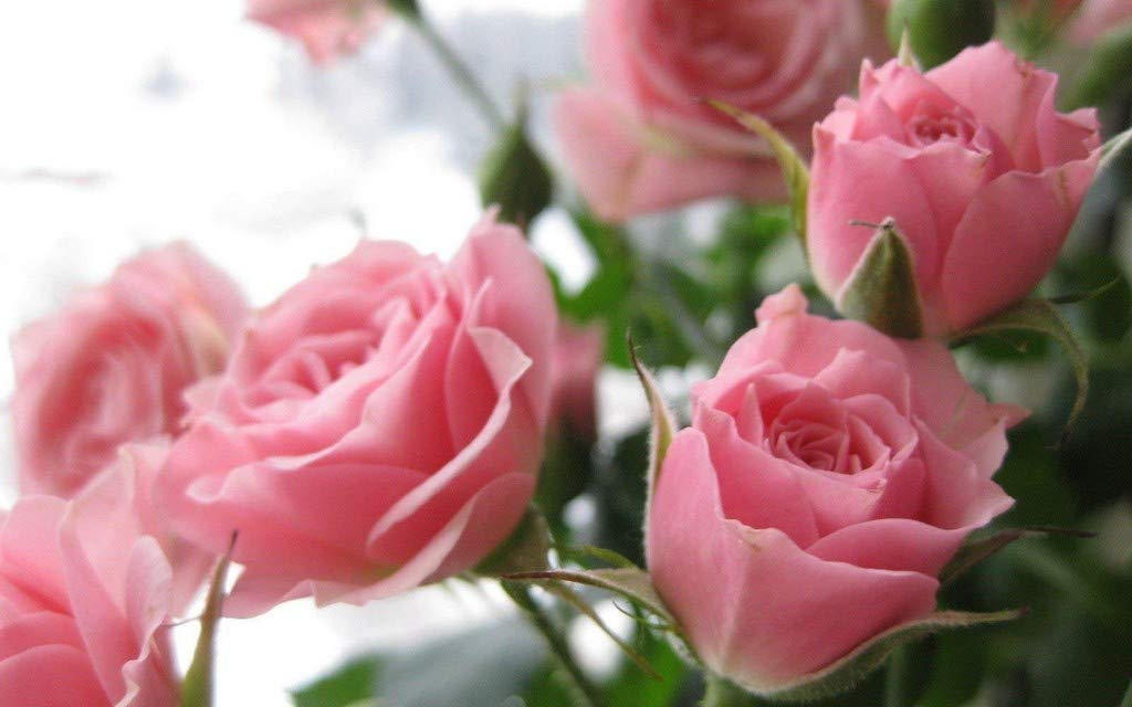 Creative Farmer Gardens Healthy Rare Live Climbing Rose Plant (Pink) - Set Of 1_PLANT-158-PINKROSE#A411ll@ (B08P5RZ99T) Amazon Price History, Amazon Price Tracker