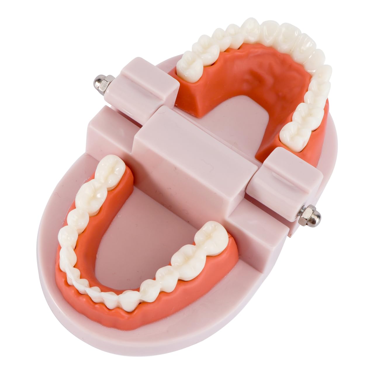 VALICLUD Modelo De Dientes Estándar Dental Herramienta Didáctica Plástico Ecológico 3D 3.62X2.95X2.00In