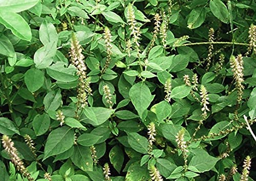 Generic White Apamarga || Chirchita || Prickly Chaff Flower || Latjira Medicinal (Plant with Polybag) (B09JSTRSXG) Amazon Price History, Amazon Price Tracker