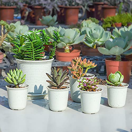 T4U 2.5 Inch Plastic Round Plant Pot/Cactus Flower Pot/Container Grey Set Of 10,Seeding Nursery Planter Pot With Drainage For Flowers Herbs African Violets Succulents Orchid Cactus Indoor Outdoor #TOP3